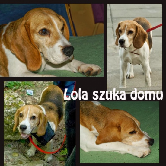 Piękna LOLA szuka dobrego domu
