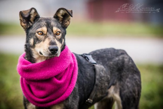 SHILA-PIĘKNA, młoda sunia-OWCZARKOWATA w wielkiej potrzebie!